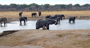 Hwange Nationalpark (Simbabwe)