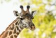 Giraffenporträt, South-Luangwa-Nationalpark, Sambia